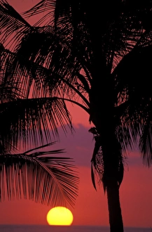 Central America, Costa Rica, Nicoya Peninsula, near Malpais. Sunset and Coconut Palms Central America, Costa Rica, Nicoya Peninsula, near Malpais. Sunset and Coconut Palms