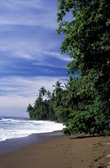 Central America, Costa Rica, Osa Penin, Corcovado National Park. Palm-lined beach Central America, Costa Rica, Osa Penin, Corcovado National Park. Palm-lined beach
