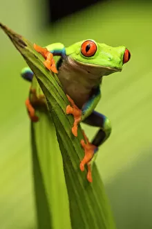 Frog Gallery: Central America, Costa Rica. Red-eyed tree frog close-up