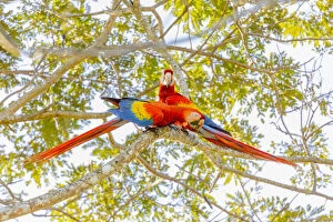 Central America, Costa Rica. Scarlet macaw pair in tree