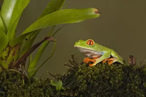 Images Dated 4th March 2010: Central America, Costa Rica, Slva Verde Lodge, Red-eyed Leaf Frog, aka Red-eyed Treefrog