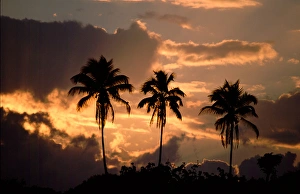 Central America - Costa Rica - Tortuguero National Park - Caribbean Coast sunset Central America - Costa Rica - Tortuguero National Park - Caribbean Coast sunset