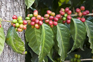 Central America, Guatemala, Antigua. Local Coffee Plantation and museum aka Museo del Cafe Central America, Guatemala, Antigua. Local Coffee Plantation and museum aka Museo del Cafe