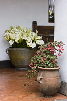 Central America, Guatemala, Chichicastenango. Potted flowers in hotel lobby Central America, Guatemala, Chichicastenango. Potted flowers in hotel lobby