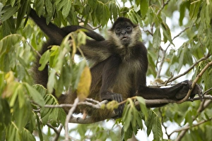 Central America, Nicaragua, Granada. Spider monkey (ateles geoffroyii) in tree Central America, Nicaragua, Granada. Spider monkey (ateles geoffroyii) in tree