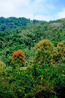 Central America, Panama, Darien Province, Darien National Park, Cana Central America, Panama, Darien Province, Darien National Park, Cana