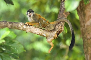 Central American squirrel monkey (Saimiri oerstedii) is a squirrel monkey species Central American squirrel monkey (Saimiri oerstedii) is a squirrel monkey species