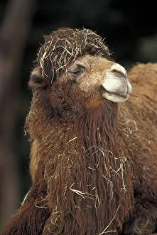 Central Asia. Two-humped Dromedary (Bactrian) Central Asia. Two-humped Dromedary (Bactrian)