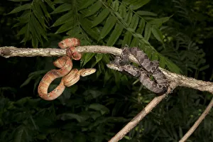 Central PA, USA, Amazon Tree Boa, Corallus hortulanus, southern Central American Central PA, USA, Amazon Tree Boa, Corallus hortulanus, southern Central American