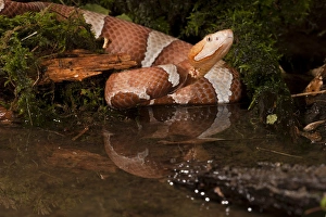 Central PA, USA, Broad-banded Copperhead, Agkistrodon contortrix laticinctus, Native Central PA, USA, Broad-banded Copperhead, Agkistrodon contortrix laticinctus, Native