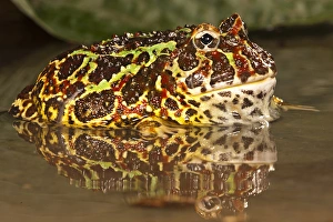 Central Pennsylvania, Argentine Horned Frog, Ceratophrys ornata, in pond, captive Central Pennsylvania, Argentine Horned Frog, Ceratophrys ornata, in pond, captive
