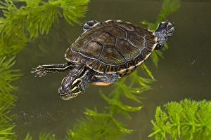 Central Pennsylvania, Midland Painted Turtle, Chrysemys picta marginata, controlled Central Pennsylvania, Midland Painted Turtle, Chrysemys picta marginata, controlled