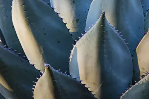 Century Plant (Agave species) leaves with spines Century Plant (Agave species) leaves with spines
