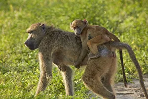 Chacma baboon (Papio ursinus) and infant, Chobe National Park, Botswana, Africa Chacma baboon (Papio ursinus) and infant, Chobe National Park, Botswana, Africa