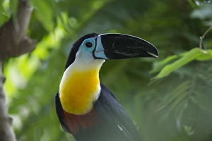 Channel-billed Toucan (Rhamphastos vitellinus), Zoo Georgetown, GUYANA Channel-billed Toucan (Rhamphastos vitellinus), Zoo Georgetown, GUYANA