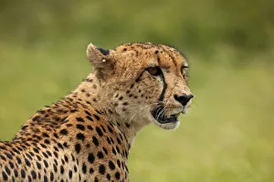 Cheetah (Acinonyx jubatus ), Kruger National Park, South Africa Cheetah (Acinonyx jubatus ), Kruger National Park, South Africa