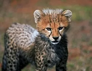 Cheetah Gallery: Cheetah (Acinonyx Jubatus) as seen in the Masai Mara