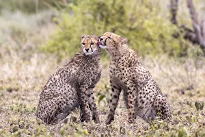 Cheetah cubs bonding. Serengeti National Park. Tanzania. Africa Cheetah cubs bonding. Serengeti National Park. Tanzania. Africa