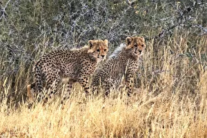 Cheetah cubs, Kgalagadi Transfrontier Park, South Africa Cheetah cubs, Kgalagadi Transfrontier Park, South Africa