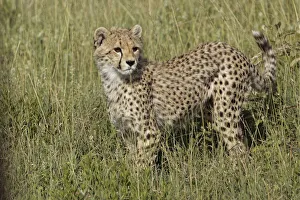 Cheetah, Serengeti National Park, Tanzania, Africa Cheetah, Serengeti National Park, Tanzania, Africa