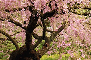 Cherry Tree in Bloom; Portland Japanese Garden; Portland; Oregon; USA Cherry Tree in Bloom; Portland Japanese Garden; Portland; Oregon; USA