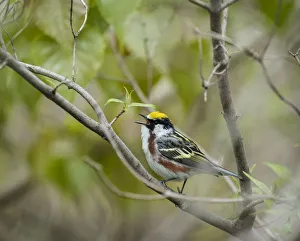 Chestnut-sided Warbler, Dendroica pensylvanica, Magee Marsh Wildlife Area, Oregon, Ohio Chestnut-sided Warbler, Dendroica pensylvanica, Magee Marsh Wildlife Area, Oregon, Ohio
