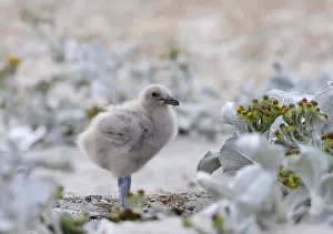 Falkland Islands Gallery: Chick of Falkland Skua or Brown Skua (Stercorarius antarcticus, exact taxonomy is under dispute)