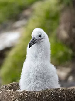 Chick on tower-shaped nest. Black-browed albatross or black-browed mollymawk, Falkland Islands