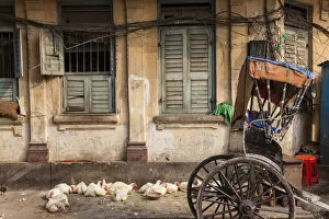 Rundown Gallery: Chickens & rickshaw on street, central Kolkata, or Calcutta, West Bengal, India