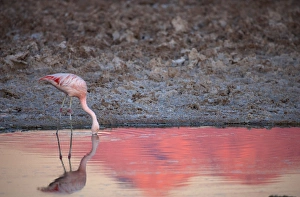 Chiean Flamingo drinking at the Atacama Salt Lake at sunset Chiean Flamingo drinking at the Atacama Salt Lake at sunset