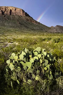 Images Dated 20th August 2017: Chihuahuan Desert