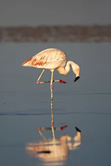 Chile, Atacama Desert, Salar de Atacama, Los Flamencos National Reserve, Chilean flamingo Chile, Atacama Desert, Salar de Atacama, Los Flamencos National Reserve, Chilean flamingo
