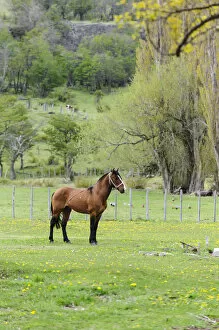 Images Dated 24th October 2010: Chile, Aysen, Cerro Castillo. Horse in pasture