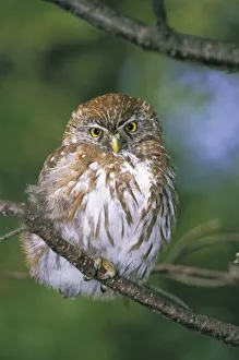Chile, Aysen. Juvenile Autral Pygmy Owl (Glaucidium nanum) Chile, Aysen. Juvenile Autral Pygmy Owl (Glaucidium nanum)