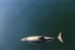 Peales Dolphin Peales Dolphin