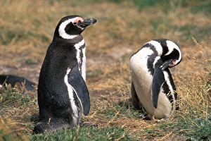 Chile, Seno, Otway. Adult Magellanic Penguins. (Spheniscus magellanicus) Chile, Seno, Otway. Adult Magellanic Penguins. (Spheniscus magellanicus)