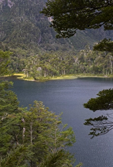 Chile. South America. Lago El Toro. Huerquehue National Park (Parque Nacional Huerquehue) Chile. South America. Lago El Toro. Huerquehue National Park (Parque Nacional Huerquehue)
