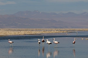 Chilean Flamingo, (Phoenicopterus chilensis), Laguna Chaxa, Salar de Atacama, Atacama Chilean Flamingo, (Phoenicopterus chilensis), Laguna Chaxa, Salar de Atacama, Atacama