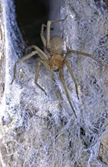 Spiders Gallery: Chilean Recluse