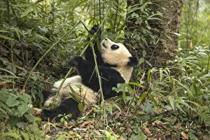 Images Dated 8th January 2014: China, Chengdu, Chengdu Panda Base. Young giant panda eating