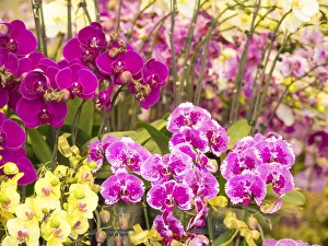 China, Hong Kong. Flower market on the street China, Hong Kong. Flower market on the street