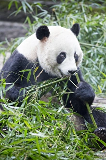 China, Sichuan Province, Chengdu, Giant Panda Bear (Ailuropoda melanoleuca) eating China, Sichuan Province, Chengdu, Giant Panda Bear (Ailuropoda melanoleuca) eating