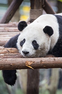 China, Sichuan Province, Chengu, Giant Panda Bear (Ailuropoda melanoleuca) resting China, Sichuan Province, Chengu, Giant Panda Bear (Ailuropoda melanoleuca) resting