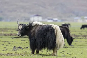 China, Yunnan Province, Northwestern Yunnan, Shangri-La, Napa Lake, yak, (Bos grunniens) China, Yunnan Province, Northwestern Yunnan, Shangri-La, Napa Lake, yak, (Bos grunniens)