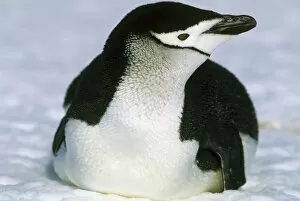 Chin Strap Gallery: Chinstrap Penguin, (Pygoscelis antarctica), S. Sandwich Island, Antarctica