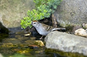 Chipping Sparrow, about to bathe in the water Chipping Sparrow, about to bathe in the water