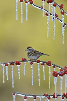 Bunting And American Sparrows Gallery: Chipping Sparrow Collection