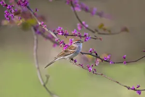 Chipping Sparrow (Spizella passerina) perched Chipping Sparrow (Spizella passerina) perched