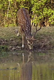 Chital stag drinking at the waterhole, Tadoba Andheri Tiger Reserve (TATR), Maharashtra