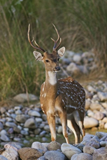 Chital stag on the riverbed of river Ramganga, Corbett National Park, India Chital stag on the riverbed of river Ramganga, Corbett National Park, India